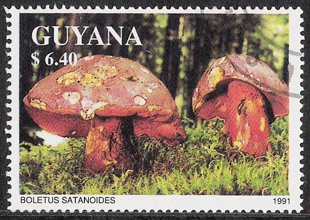 SETAS-HONGOS: 1.162.031,00-Boletus satanas