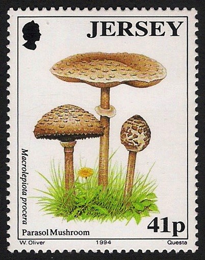 SETAS-HONGOS: 1.170.014,00-Macrolepiota procera