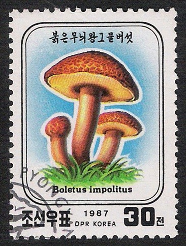 SETAS-HONGOS: 1.205.033,00-Boletus impolitus