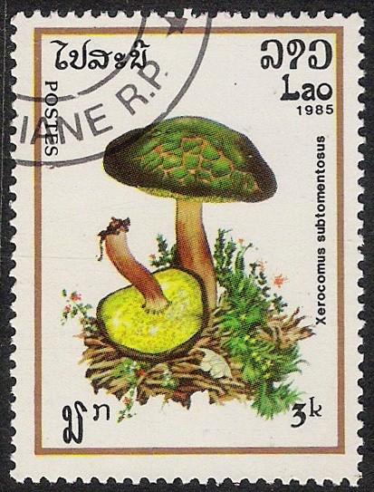 SETAS-HONGOS: 1.174.005,00-Xerocomus subtomentosus