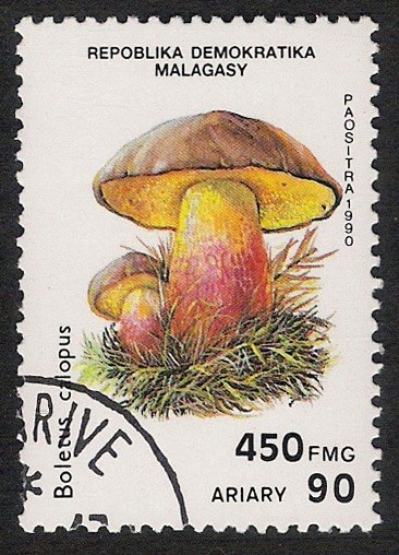 SETAS-HONGOS: 1.182.004,00-Boletus calopus