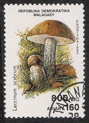 SETAS-HONGOS: 1.182.006,00-Leccinum scabrum