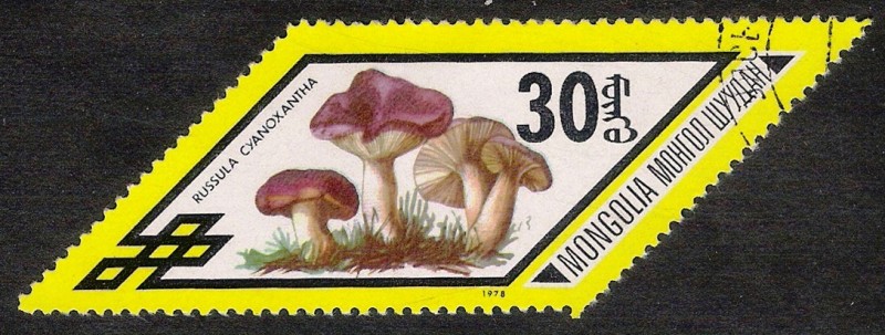 SETAS-HONGOS: 1.192.012,00-Russula cyanoxantha