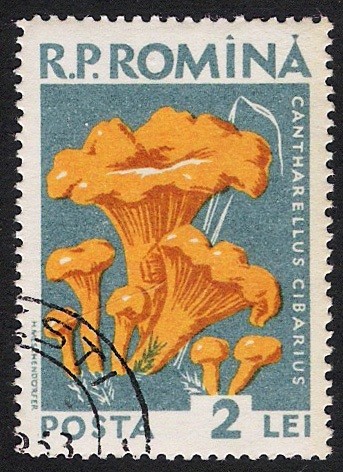 SETAS-HONGOS: 1.213.010,00-Cantharellus cibarius