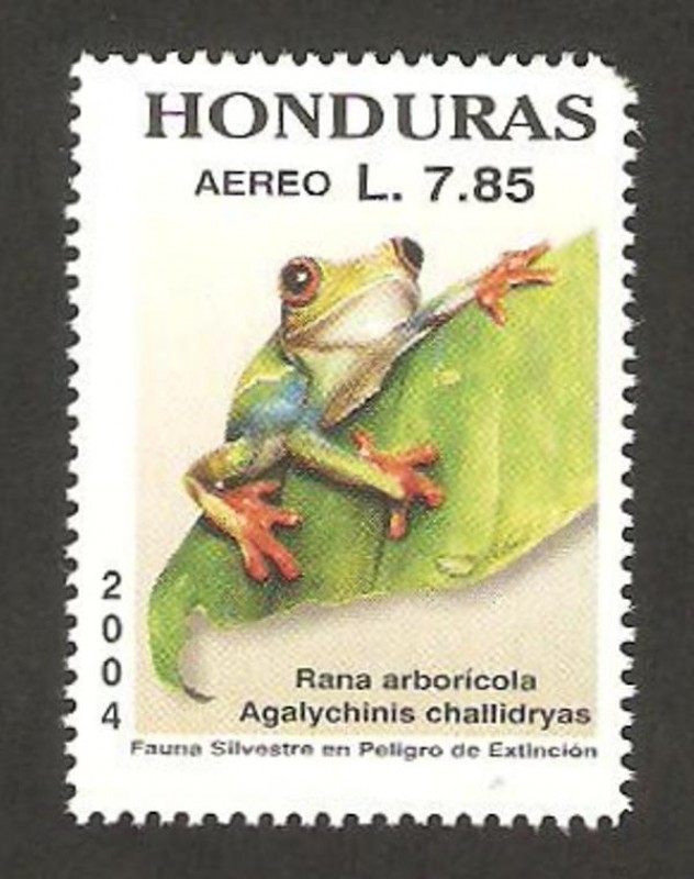 rana arboricola