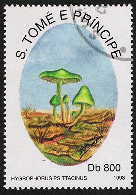 SETAS:220.053  Hygrophorus psittacinus