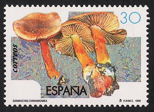 SETAS-HONGOS: 1.232.022,00-Dermocybe cinnamomea