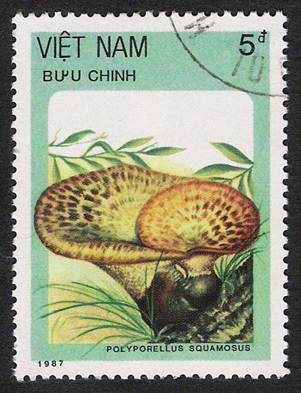 SETAS:261.010  Poluporellus squamosus