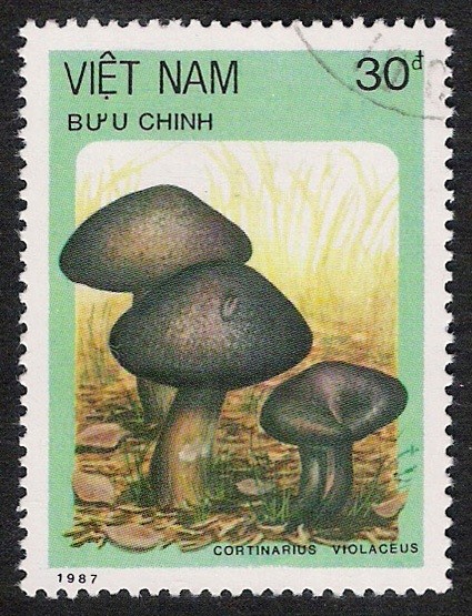 SETAS:261.015   Cortinarius violaceus