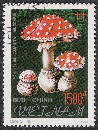SETAS:261.033   Amanita muscaria