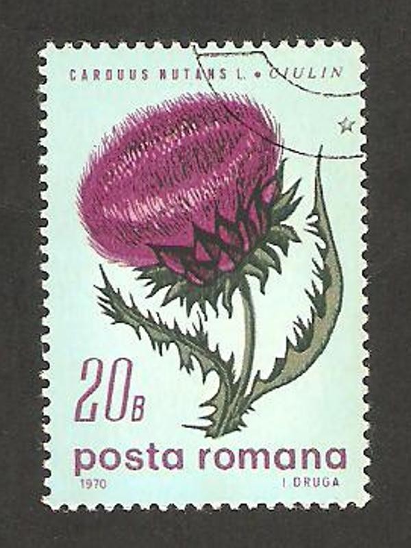 flora, carduus nutans