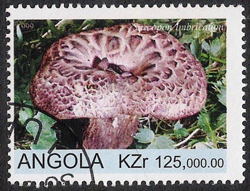 SETAS-HONGOS: 1.104.013,01-Sarpocom inbricatum -Sc.1077