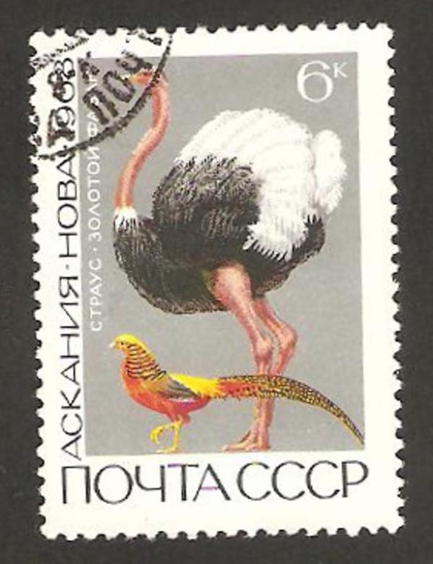 fauna, loro y avestruz