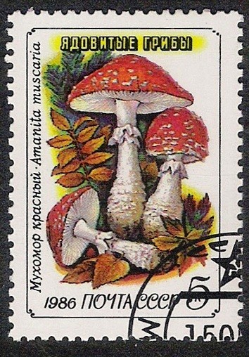 SETAS:231.021(1)D.986.39-Y.5305-M.5604-S.5455  Amanita muscaria