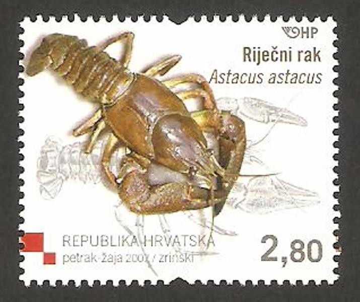 astacus astacus, cangrejo