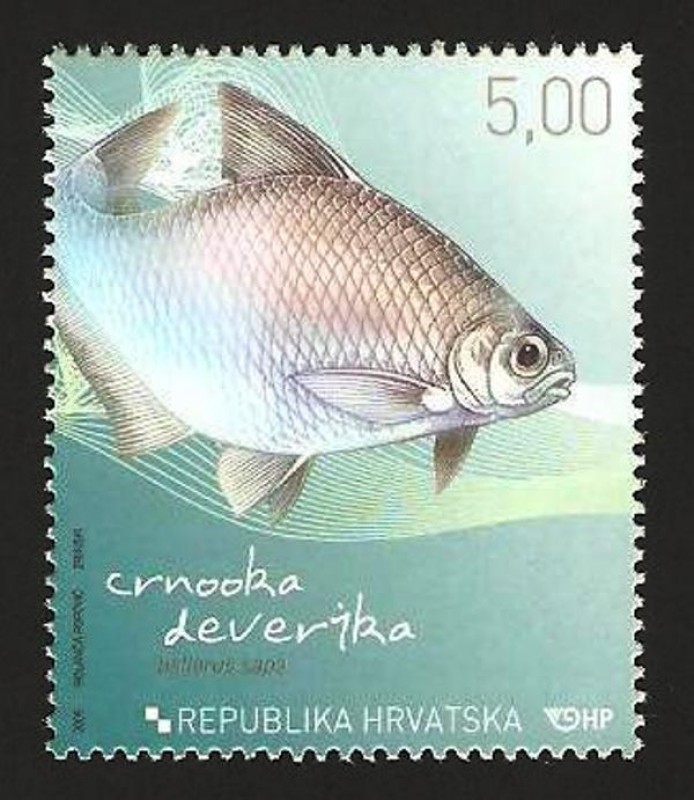 fauna, ballerus sapa, dorada