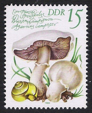 SETAS-HONGOS: 1.152.023,01-Agaricus campestris