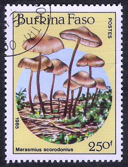 SETAS-HONGOS: 1.121.017,00-Marasmius scorodionus