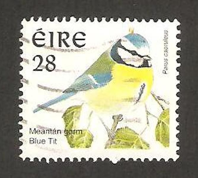 Parus caeruleus, herrerillo