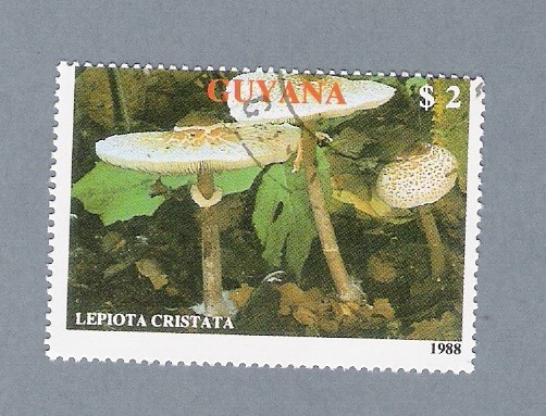 Lepiota Cristata