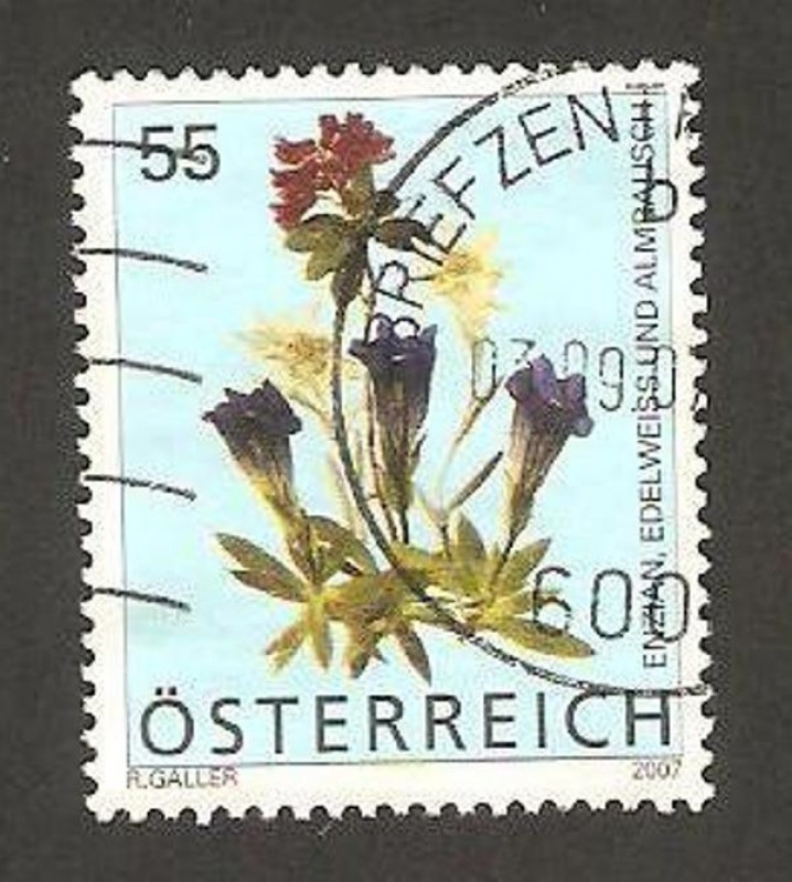 2458 - Flor Edelweiss