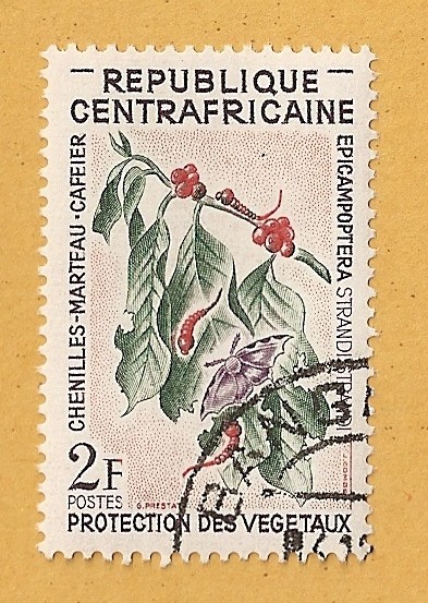 Orugas del cafetero