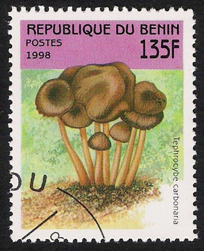 SETAS-HONGOS: 1.114.031,00-Tephrocybe carbonaria