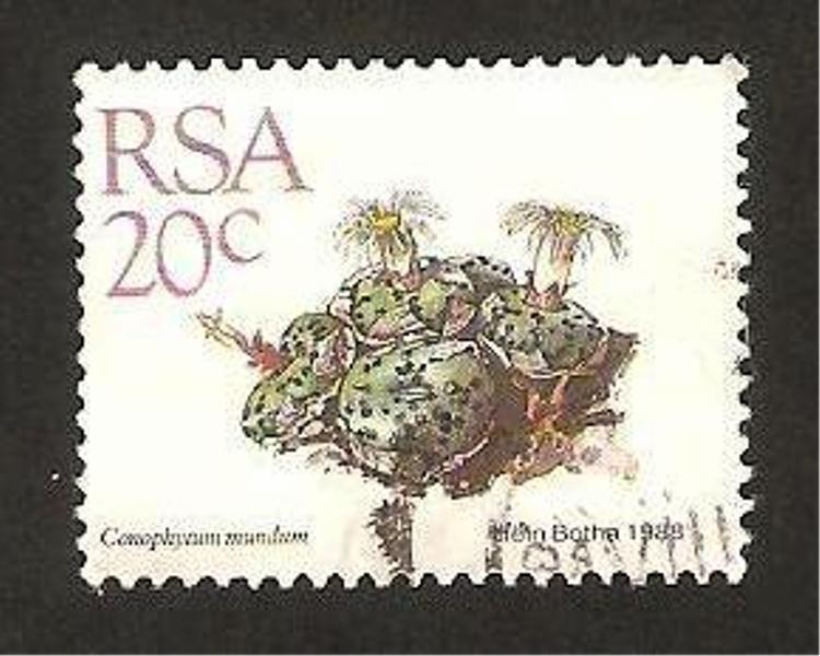 Flora, conophytum mundum