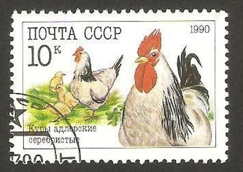 Gallinas