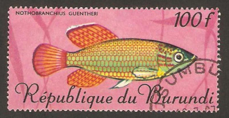 pez, nothobranchius guentheri