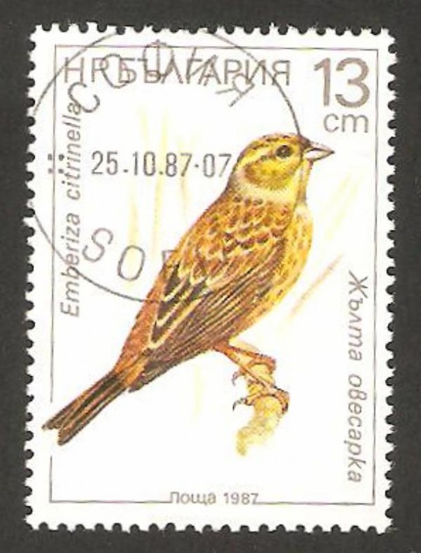 ave, emberiza citrinella