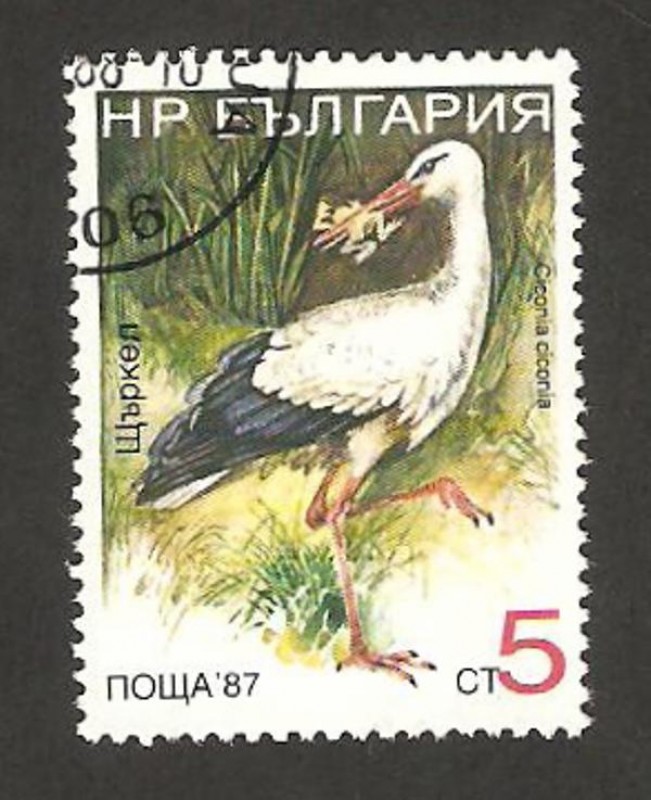 ave, ciconia ciconia