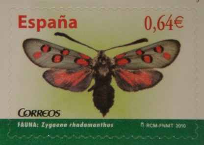 Zygaena rhadamanthus