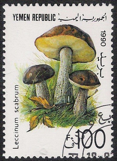 SETAS:263.004 Leccinum scabrum