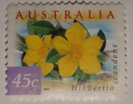 Hibbertia Scandens