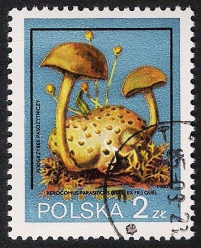 SETAS-HONGOS: 1.211.012,01-Xerocomus parasiticus