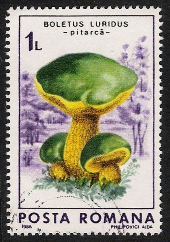 SETAS-HONGOS: 1.213.022,02-Boletus luridus -Dm.986.69-Y&T.3697-Mch.4289-Sc.3406