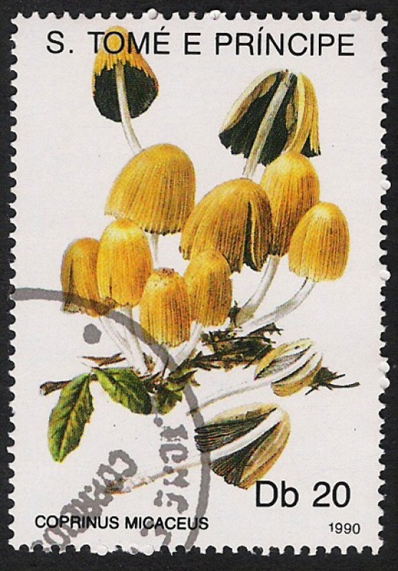 SETAS:220.034(3)D.990.41-Y.990-M.1188-S.942-Coprinus micaceus