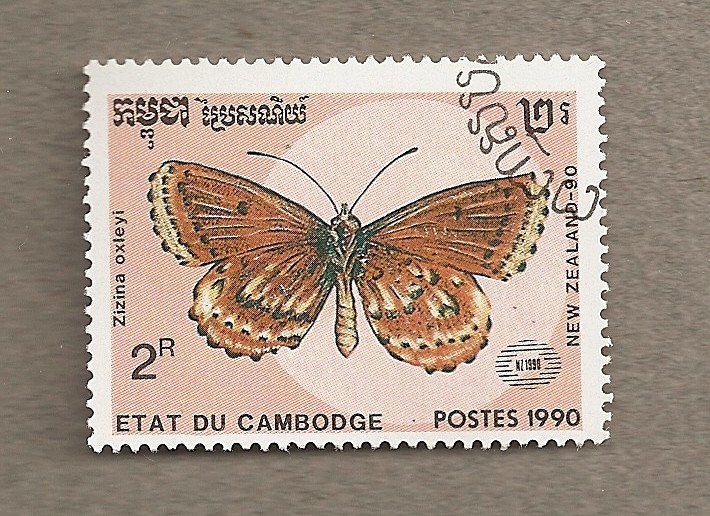 Mariposa Zizina oxleyi
