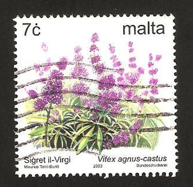 flores, vitex agnus-castus