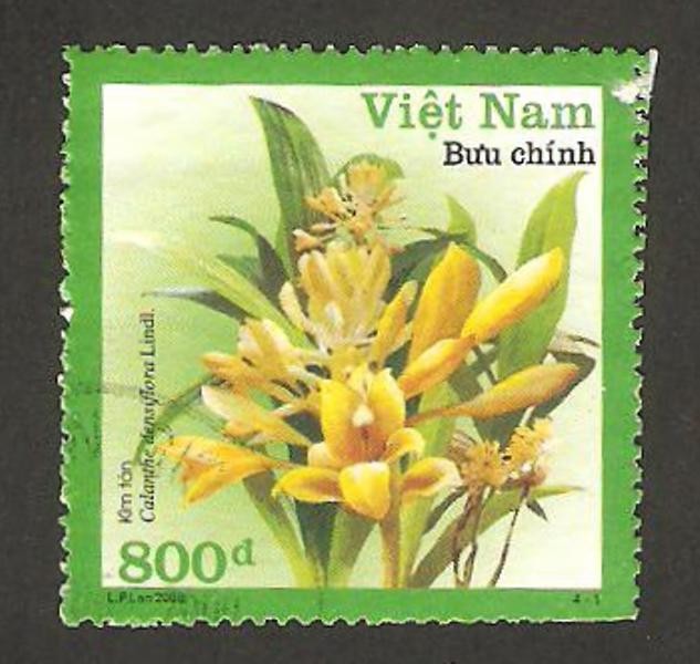 flora, calanthe densiflora