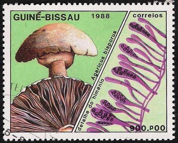 SETAS-HONGOS: 1.161.016,01-Agaricus bisporus -Phil.47747-Dm.988.73-Y&T.480-Mch.994-Sc.770