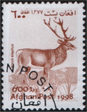 Cervus elaphus