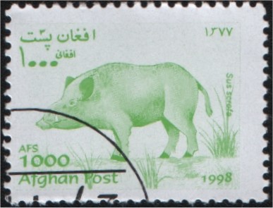 Sus scrofa