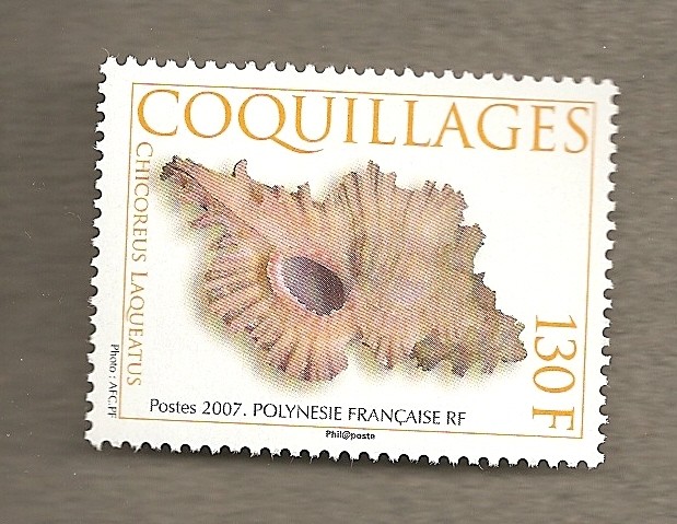 Conchas