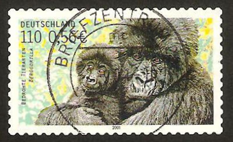 2036 - animal en vías de desaparición, gorila de montaña