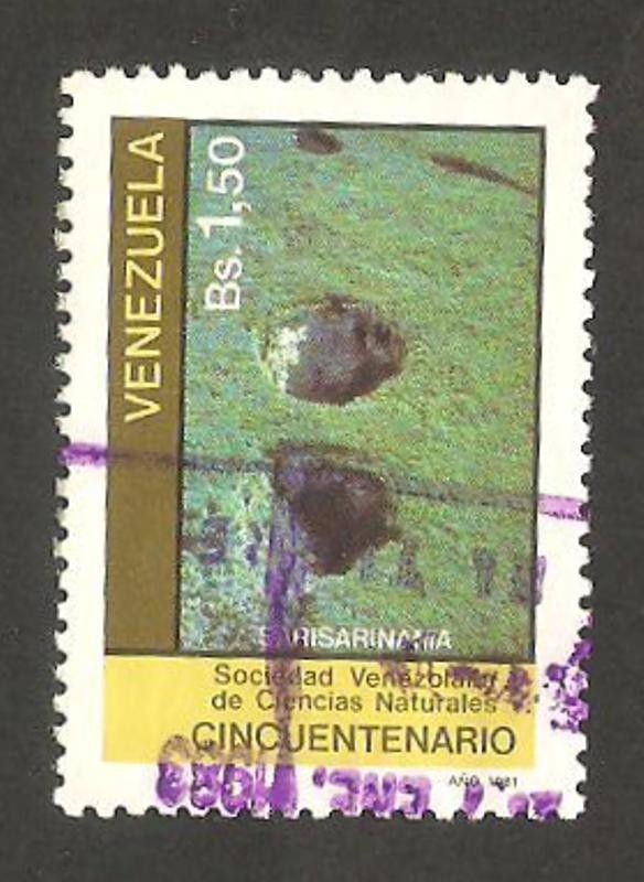 50 anivº de la sociedad venezolana de ciencias naturales