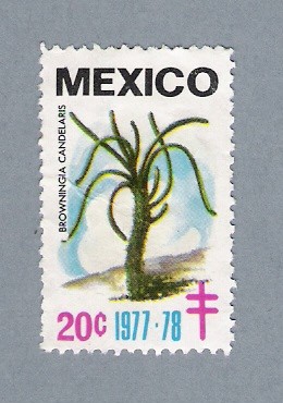 Browiningia Candelaris