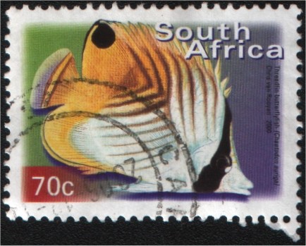 Threadfin  butterflyfish