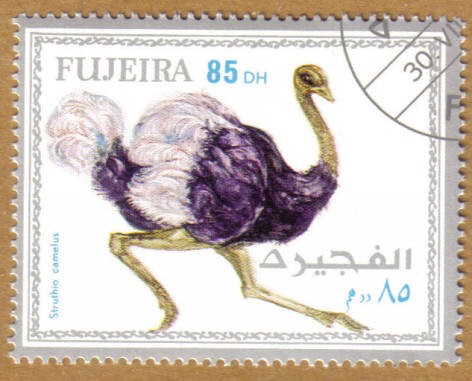 FUJEIRA, Aves